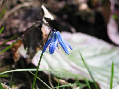scilla siberica